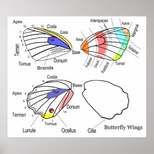 Póster Diagrama de cada seção das Asas da Borboleta