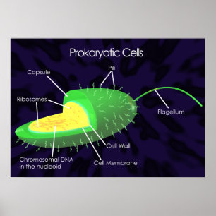Póster Diagrama de células procarióticas