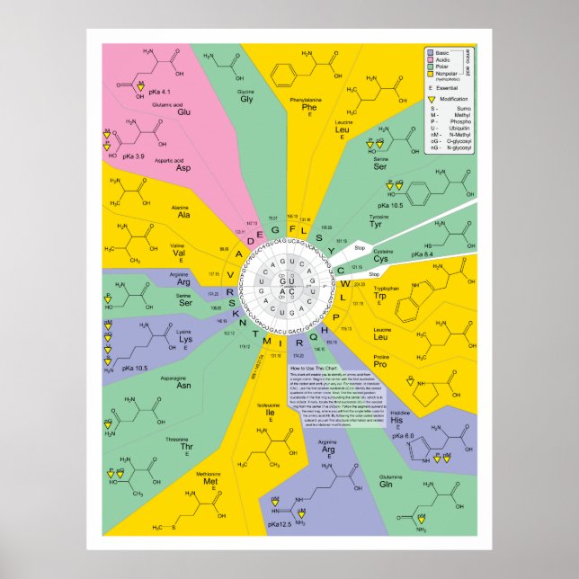 Póster Diagrama De Código Genético Que Mostra Os Resíduos (Frente)