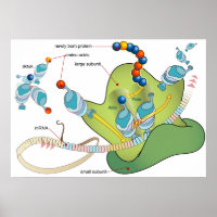 Diagrama de moléculas de mRNA tRNA ribossomo prote