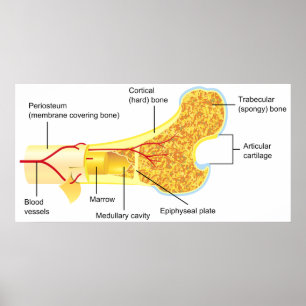 Póster Diagrama de Seção Cruzada de um Osso Humano Geral