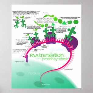 Poster Diagrama de síntese de proteínas da tradução de AR