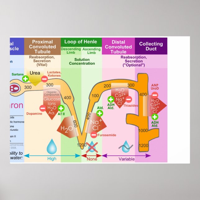 Póster Diagrama de Transporte Molar de Nethron (Frente)