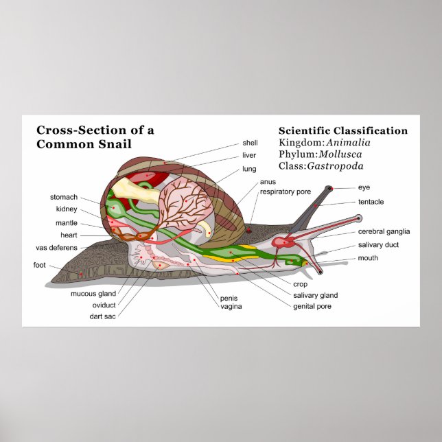 Poster Diagrama de um Caracol do Jardim Comum (Helix aspe (Frente)