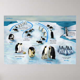 Poster Diagrama de um ciclo de vida do pinguim de