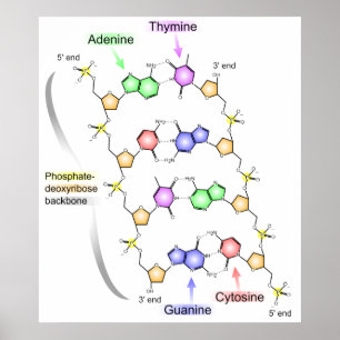 Póster Diagrama detalhado da estrutura química do ADN