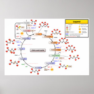 Poster Diagrama detalhado do ciclo de ácido cítrico