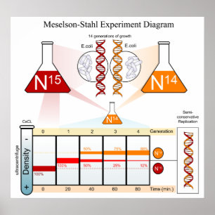 Poster Diagrama do ADN da experiência de Meselson Stahl