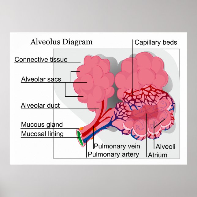 Poster Diagrama do Alveolus mamaliano dos pulmões (Frente)