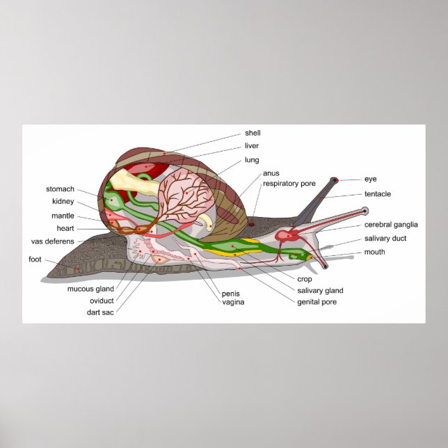 Poster Diagrama do caracol Helix aspersa órgão secionado (Frente)