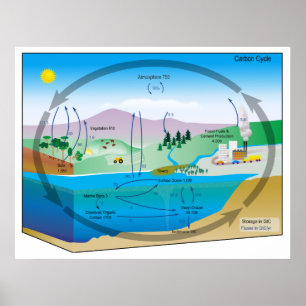 Póster Diagrama do ciclo de carbono biogeoquímico