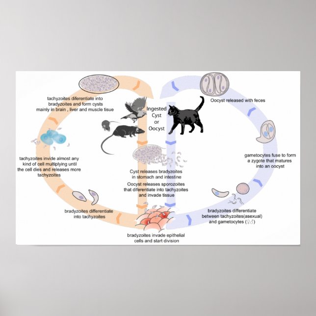 Poster Diagrama do ciclo de vida de Toxoplasma gon (Frente)