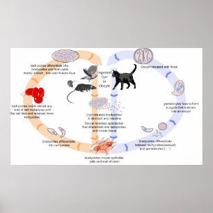 Poster Diagrama do ciclo de vida de Toxoplasma Gondii