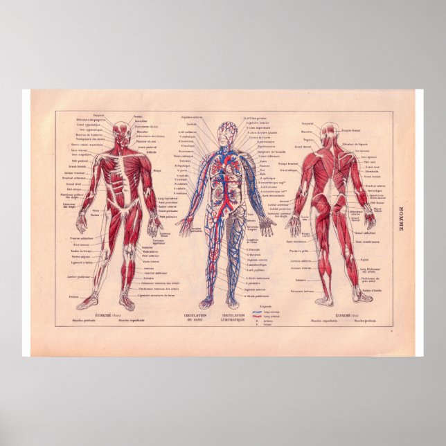 Poster Diagrama do corpo humano, francês 1920 (Frente)