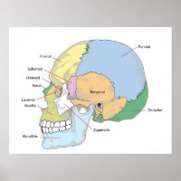 Diagrama do crânio humano