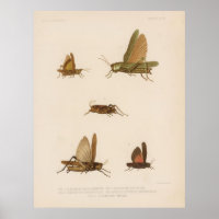 Diagrama do gafanhoto de safra (1875)