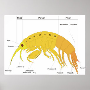 Poster Diagrama do Plano Corporal de um Anfípodo