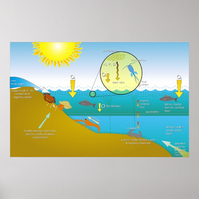 Póster Diagrama do processo de eutrofização da água (Frente)