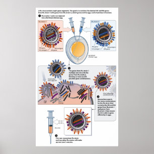 Poster Diagrama do reagrupamento genético das vacinas