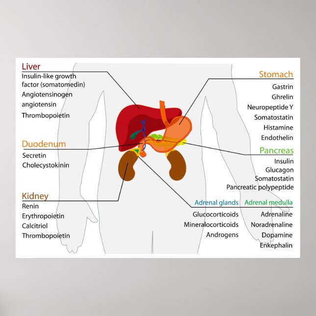 Poster Diagrama do sistema endócrino gastrointestinal (Frente)