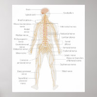Diagrama do sistema nervoso do corpo humano