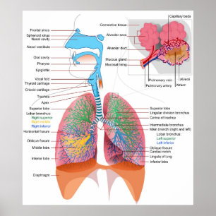 Póster Diagrama do Sistema Respiratório Humano