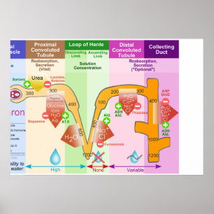 Póster Diagrama do transporte do Molar de Nephron do rim