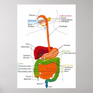 Póster Diagrama do Trato Gastrointestinal Humano