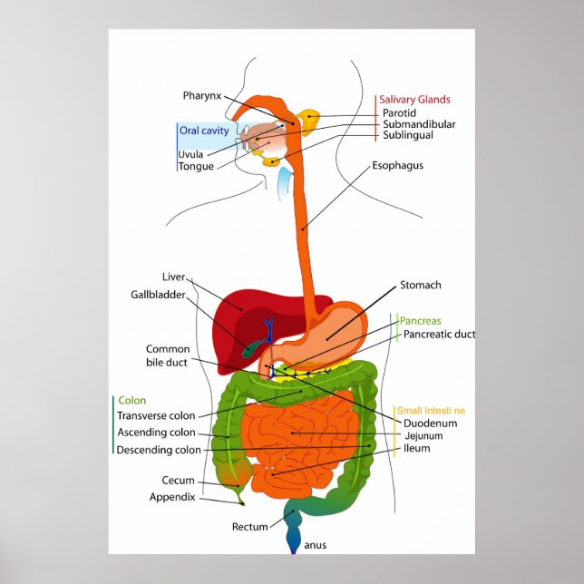 Póster Diagrama do Trato Gastrointestinal Humano (Frente)
