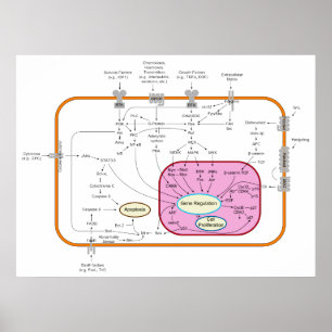Poster Diagrama dos caminhos da transdução do sinal da