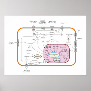 Póster Diagrama dos caminhos da transdução do sinal da