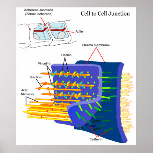 Póster Diagrama dos complexos da proteína das junções 