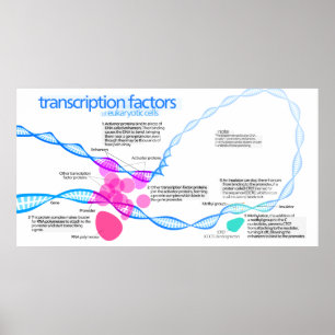 Poster Diagrama dos fatores de transcrição genética