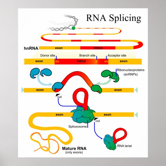 Póster Diagrama Genético de Biologia Molecular do RNA Spl (Frente)
