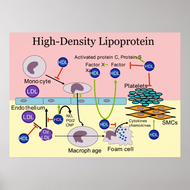 Poster Diagrama HDL Da Lipoproteína De Alta Densidade (Frente)