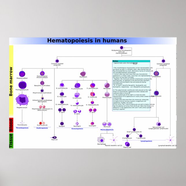 Poster Diagrama Hematopoiese nas células-tronco humanas P (Frente)