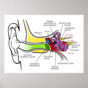 Póster Diagrama humano da orelha com traço cocleário da