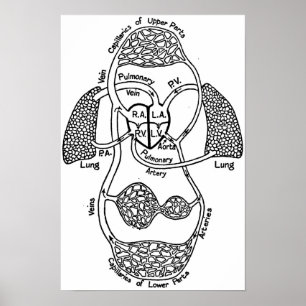 Póster Diagrama médico cardiovascular