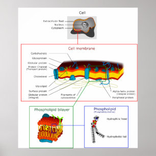 Póster Diagrama Plasmático da Membrana Plasmática Celular