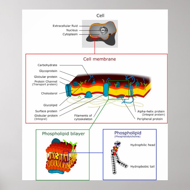 Póster Diagrama Plasmático da Membrana Plasmática Celular (Frente)