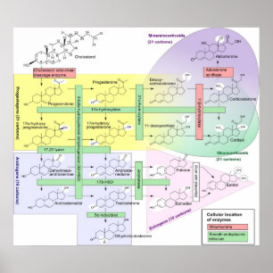 Poster Diagrama químico biológico de Steroidogenesis