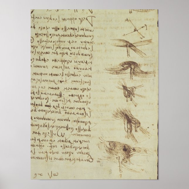 Póster Diagramas científicos (Frente)