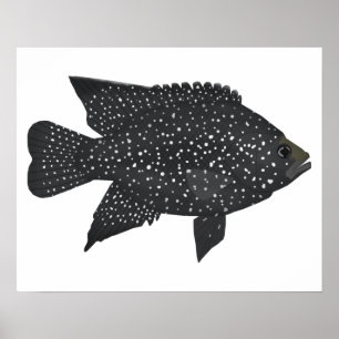 Poster Diamante Preto Cichlid