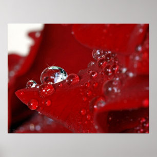 Póster Diamantes de rosa vermelha