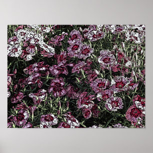 POSTER DIANTHUS