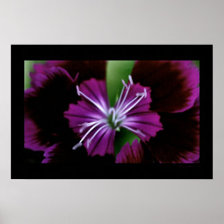 Póster dianthus