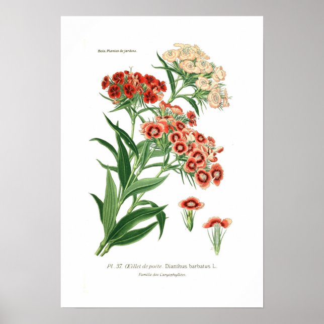 Póster Dianthus barbatus (doce William) (Frente)