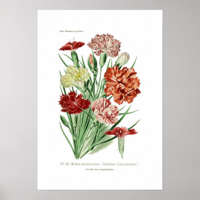 Póster Dianthus caryophyllus (cravo) (Frente)