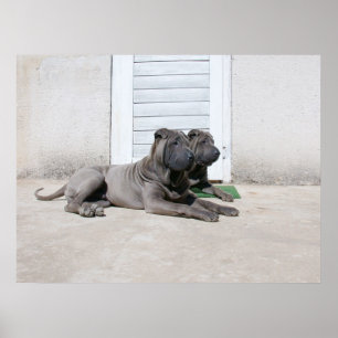 Poster Dias de Cachorro de Verão....