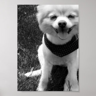 Póster Dias de Cães de Verão Quente